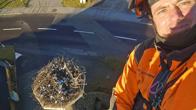 Baumpfleger Kevin Koppensteiner baute den neuen Nistplatz auf der Esche. Das Nest wurde extra ...