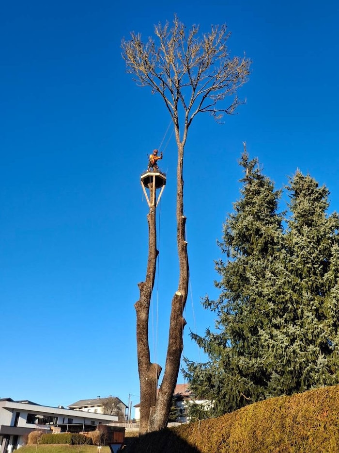 Ein luftiger Arbeitsplatz: Die geköpfte Esche wurde für den neuen Nistplatz präpariert.