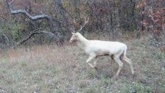 Kein neuerlicher Elch-Alarm, aber allemal eine Besonderheit: der weiße Damhirsch in der Lobau