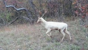 Kein neuerlicher Elch-Alarm, aber allemal eine Besonderheit: der weiße Damhirsch in der Lobau