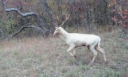 Kein neuerlicher Elch-Alarm, aber allemal eine Besonderheit: der weiße Damhirsch in der Lobau