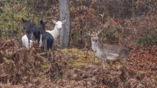 Skeptisch und aus sicherer Entfernung beäugen „Bruno“ und der schneeweiße „Lino“ die Ankunft der ...