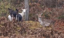 Skeptisch und aus sicherer Entfernung beäugen „Bruno“ und der schneeweiße „Lino“ die Ankunft der ...