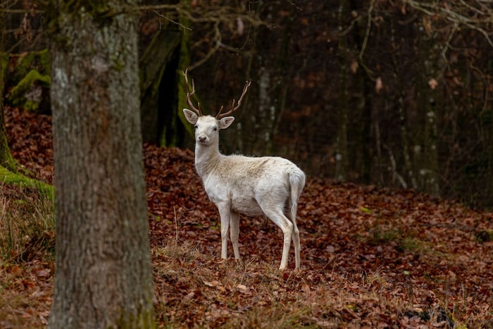 Aus sicherer Entfernung beobachtet „Lino“ die Menschen.