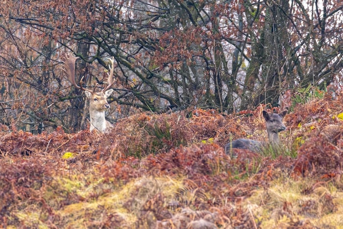 Monate später ist „Bruno“ wieder vereint mit dem kleinen, scheuen Rudel im aufgelassenen Gatter ...
