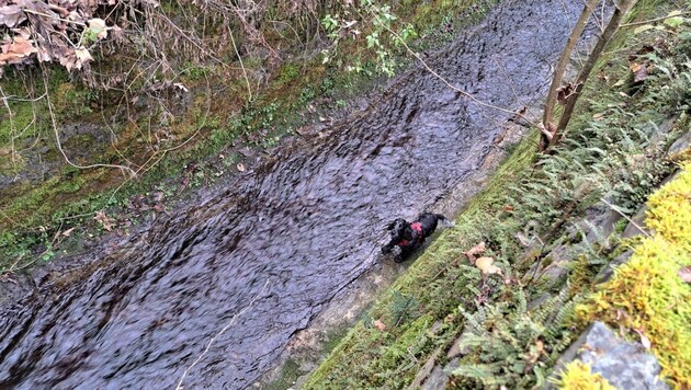 Das Tier stürzte ins Bachbett im Kärntner Vituspark.