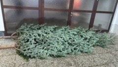 Ein Bild vom Vorjahr: Bäume wie diese wurden gestohlen. Die Pfarre hofft nun auf Hinweise.