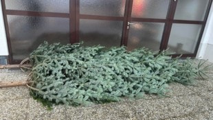 Ein Bild vom Vorjahr: Bäume wie diese wurden gestohlen. Die Pfarre hofft nun auf Hinweise.