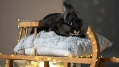 Das flauschige Häschen „Bugs“ freut sich über ein Häuschen.