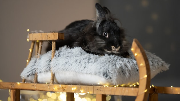 Das flauschige Häschen „Bugs“ freut sich über ein Häuschen.