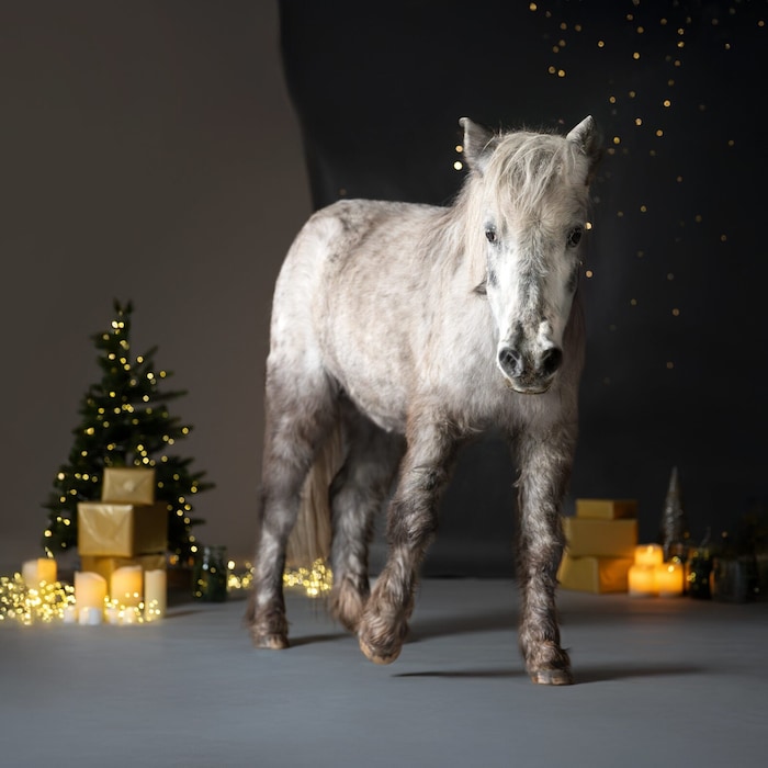 Pony-Oma „Grelli“ wünscht sich einen Futterspielball.