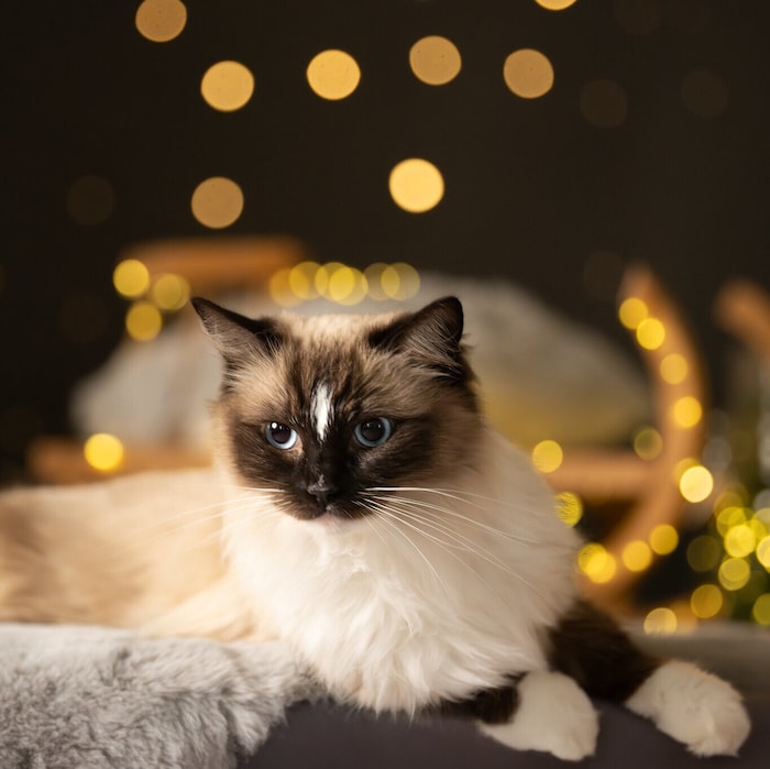 Katzendame „Pia“ hat eine neurologische Störung, verliert aber nicht ihre Lebensfreude. Ein ...