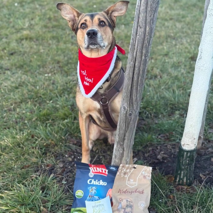 Hund „Cosmo“ aus dem TierQuarTier Wien mit seinen vielen Lieblingsleckerlis