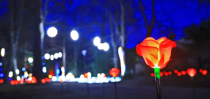 Rosen schimmern am Boden.