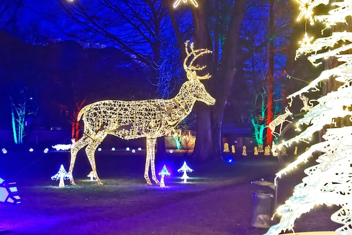 Durch das Licht bekommt der Hofgarten eine ganz spezielle Atmosphäre.