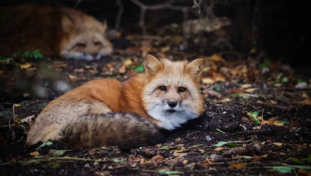 Der Rotfuchs ist in Österreich heimisch, jagt vor allem Mäuse, frisst auch Aas. Seine DNA fand ...