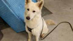 „Nelly“ lief ihrem Besitzer davon.