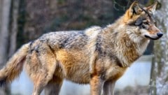 Der tote Wolf im Mühlviertel war illegal erschossen worden (Symbolbild).