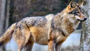 Der Wolf befand sich innerhalb eines 200 m Radius zu bewohnten Gebäuden (Sy,bolbild).