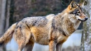 Der tote Wolf im Mühlviertel war illegal erschossen worden (Symbolbild).