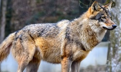 Der Wolf befand sich innerhalb eines 200 m Radius zu bewohnten Gebäuden (Sy,bolbild).