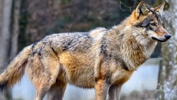 Der Wolf befand sich innerhalb eines 200 m Radius zu bewohnten Gebäuden (Sy,bolbild).