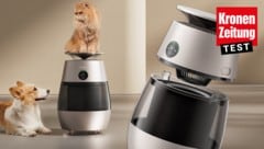 Würden Katzen den Dreame kaufen? Unser Test hinterlässt Zweifel.