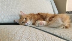 „Sunny“ wartet auf ein neues Zuhause.