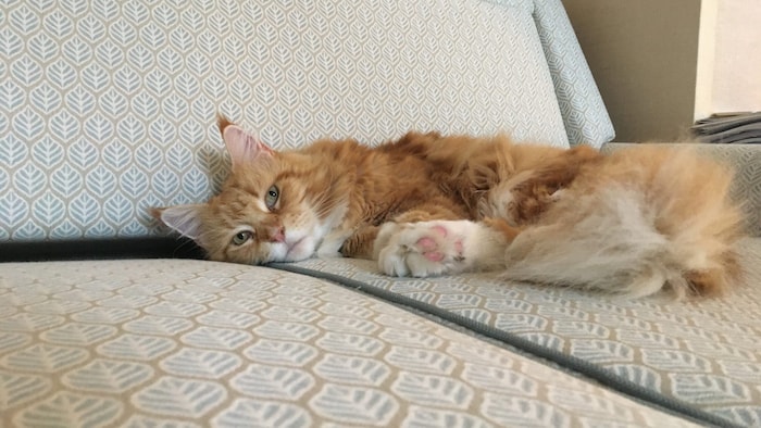„Sunny“ ist eine bezaubernde Katze, die gerne kuschelt.