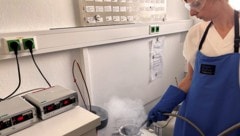 Kerstin Treidt, medizinisch-technische Fachkraft im Institut Kinderwunsch Burgenland, befüllt ...