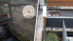 Am Samstag spazierte ein Wolf durch besiedeltes Gebiet im Norden der Steiermark.