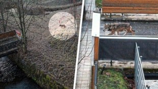 Krone KREATIV/Gemeinde St. Peter ob Judenburg Am Samstag spazierte ein Wolf durch besiedeltes Gebiet im Norden der Steiermark.