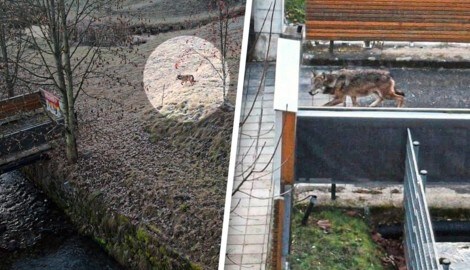 Am Samstag spazierte ein Wolf durch besiedeltes Gebiet im Norden der Steiermark.