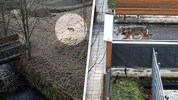 Am Samstag spazierte ein Wolf durch besiedeltes Gebiet im Norden der Steiermark.