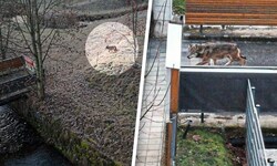 Am Samstag spazierte ein Wolf durch besiedeltes Gebiet im Norden der Steiermark.