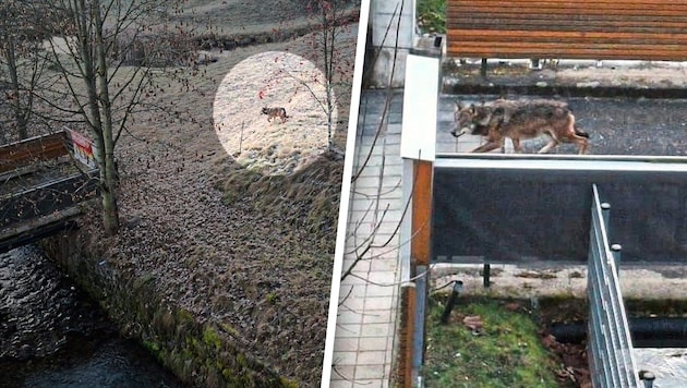 Am Samstag spazierte ein Wolf durch besiedeltes Gebiet im Norden der Steiermark.