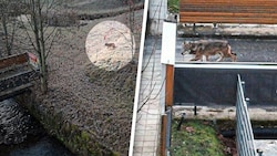 Am Samstag spazierte ein Wolf durch besiedeltes Gebiet im Norden der Steiermark.