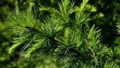 Die Lärche ist der „Baum des Jahres“ 2026. Manche Exemplare werden bis zu 45 Meter hoch. 
