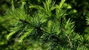 Die Lärche ist der „Baum des Jahres“ 2026. Manche Exemplare werden bis zu 45 Meter hoch. 