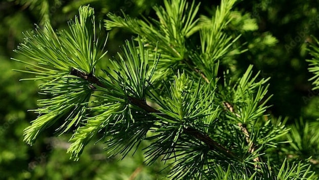 Die Lärche ist der „Baum des Jahres“ 2026. Manche Exemplare werden bis zu 45 Meter hoch.
