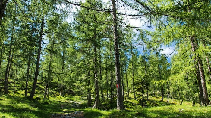 Die Lärche im Wald: ein lebendiges, pulsierendes Öko-System.