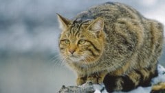 Die scheuen Waldbewohner brauchen sowohl Unterschlupf als auch offene Jagdgebiete.