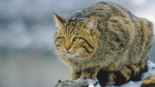 Die scheuen Waldbewohner brauchen sowohl Unterschlupf als auch offene Jagdgebiete.