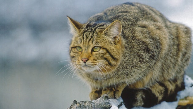 Die scheuen Waldbewohner brauchen sowohl Unterschlupf als auch offene Jagdgebiete.