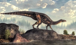 Nach ersten Analysen könnten die Abdrücke von Prosauropoden stammen, frühen pflanzenfressenden ...