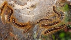 Die Goldafter-Raupen haben giftige Brennhaare.