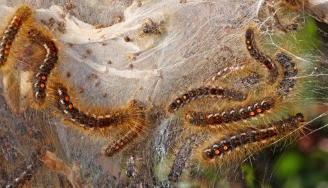 Die Goldafter-Raupen haben giftige Brennhaare. (Symbolbild)