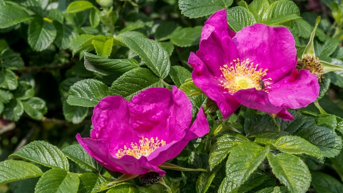 Die Kartoffelrose kommt ursprünglich aus Asien.