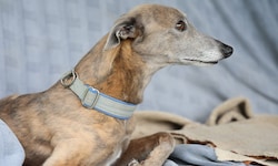 Auch ein solcher Windhund war unter den zurückgelassenen Wuffis.