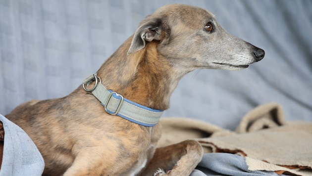 Auch ein solcher Windhund war unter den zurückgelassenen Wuffis.